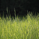 Glorious wild summer forest prairie.